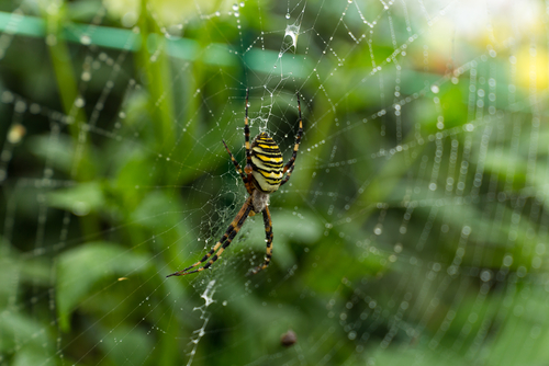 Bird eating spider